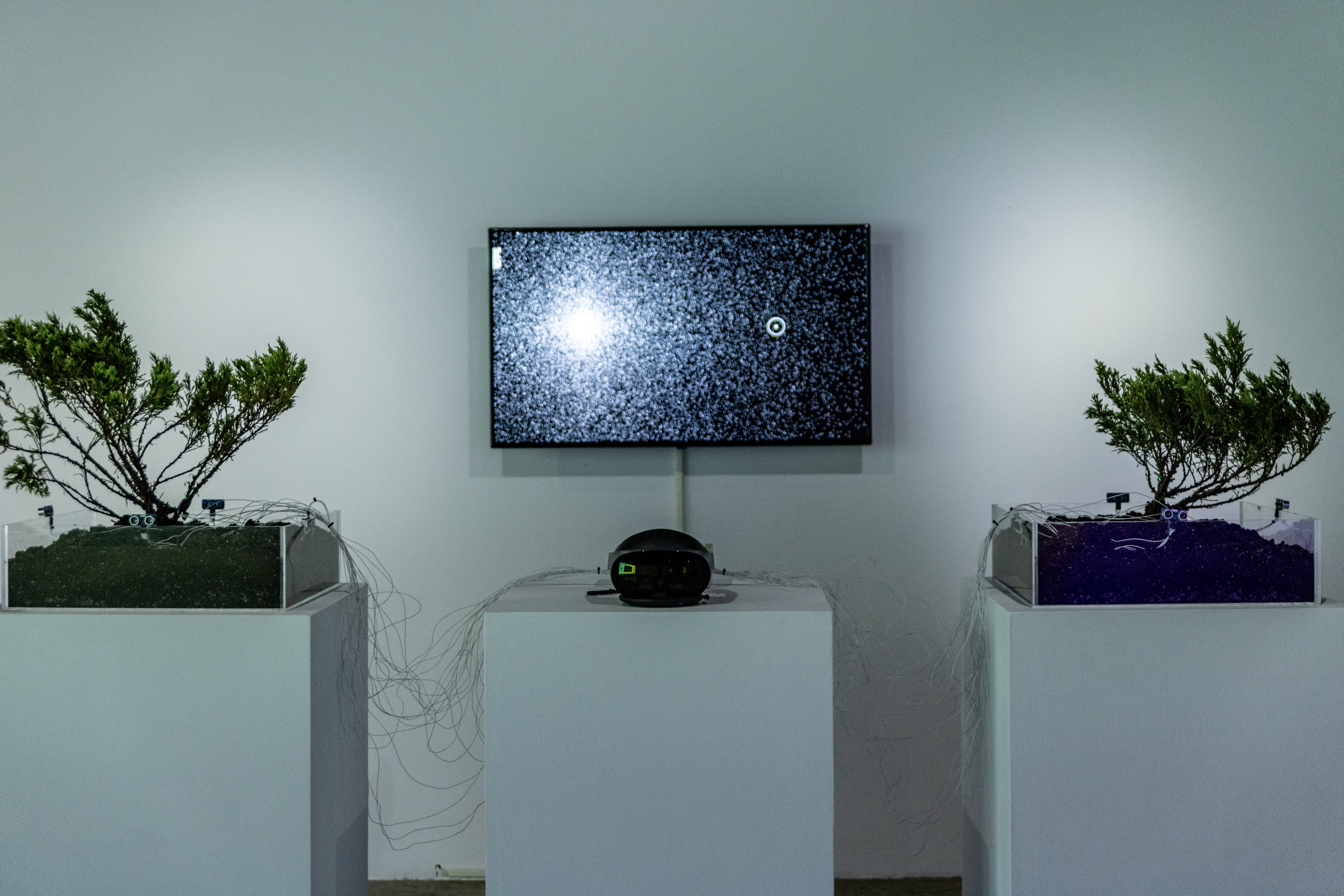 《聽與見─植物的靈魂》— 植物感知與聲音互動